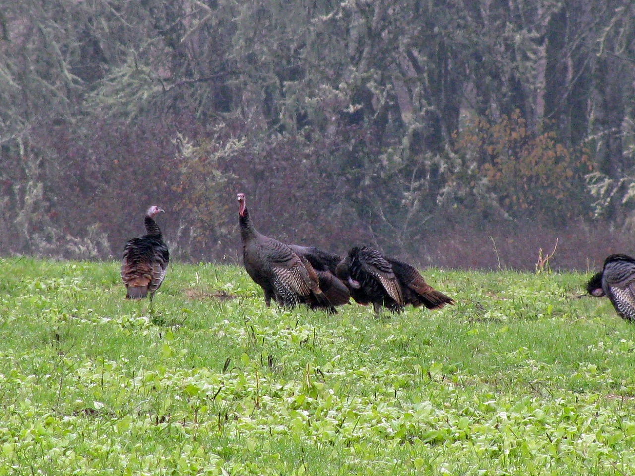 How the Weather Affects Turkey Hunting