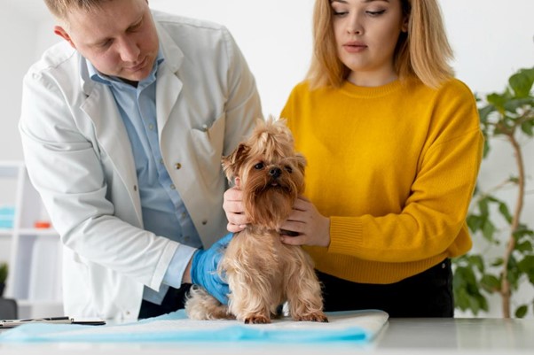 How Veterinarians Diagnose Pets and Which Tools Do They Use?
