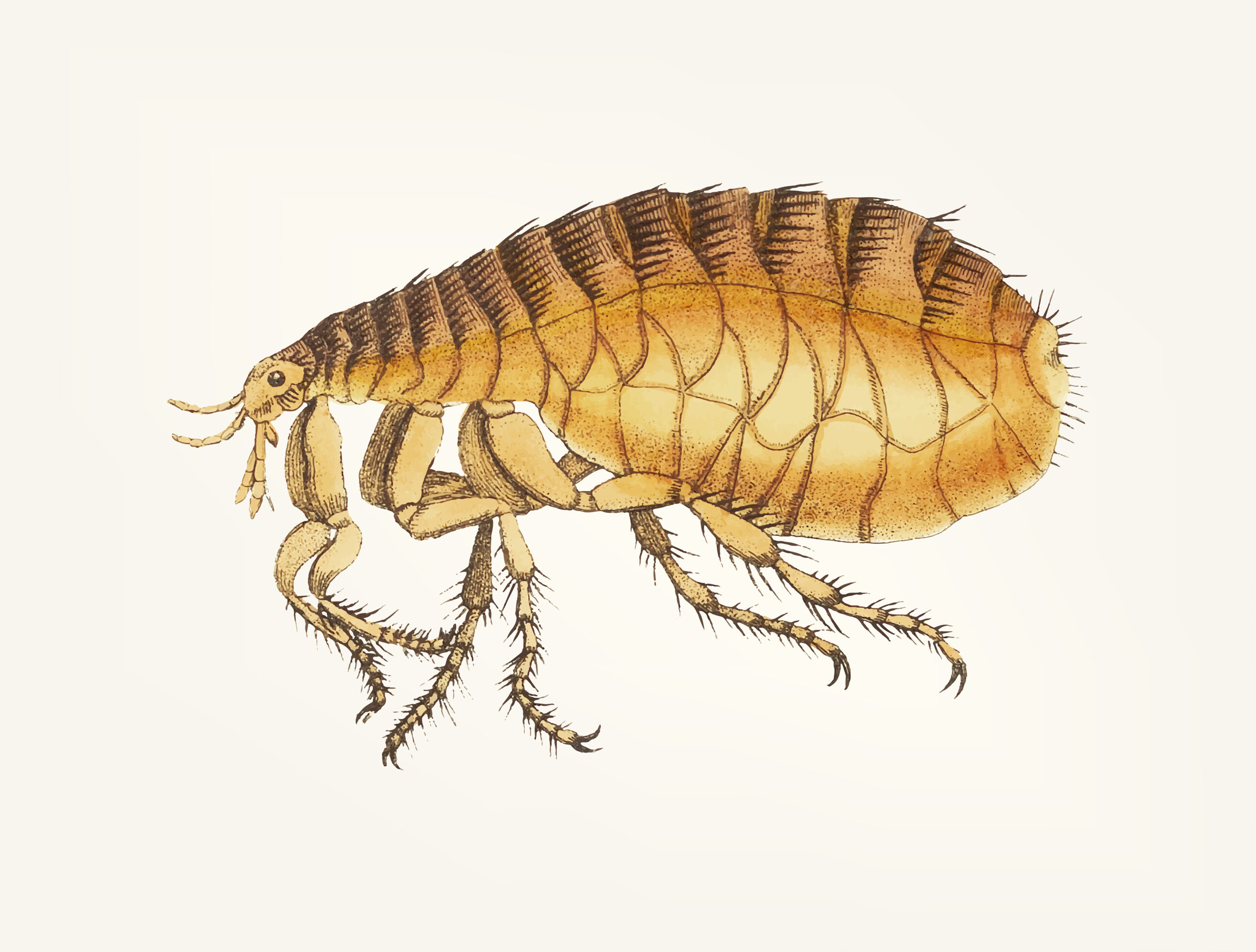 8 Things You Didn’t Know About Fleas (But Probably Should)
