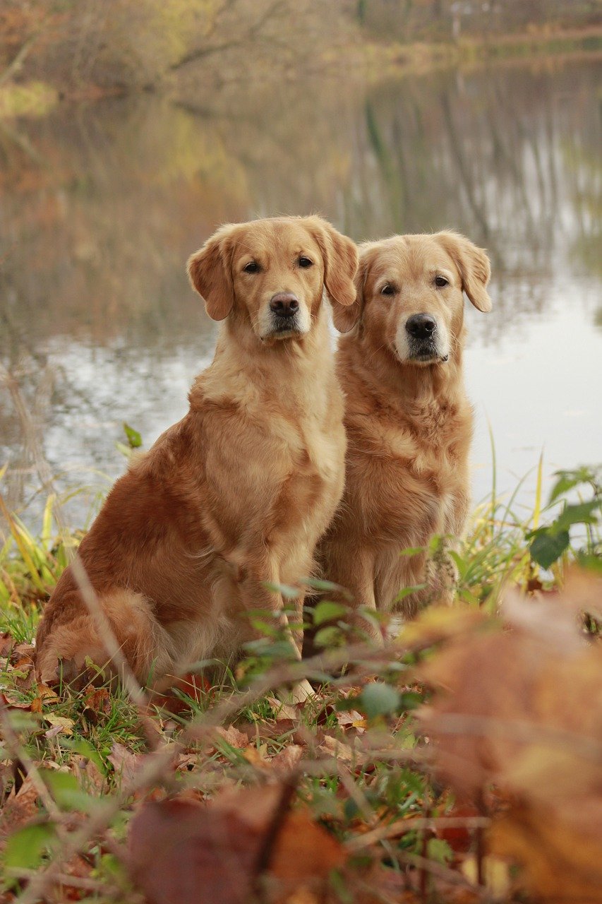 Why Some Golden Retrievers Develop Darker Coats as They Get Older