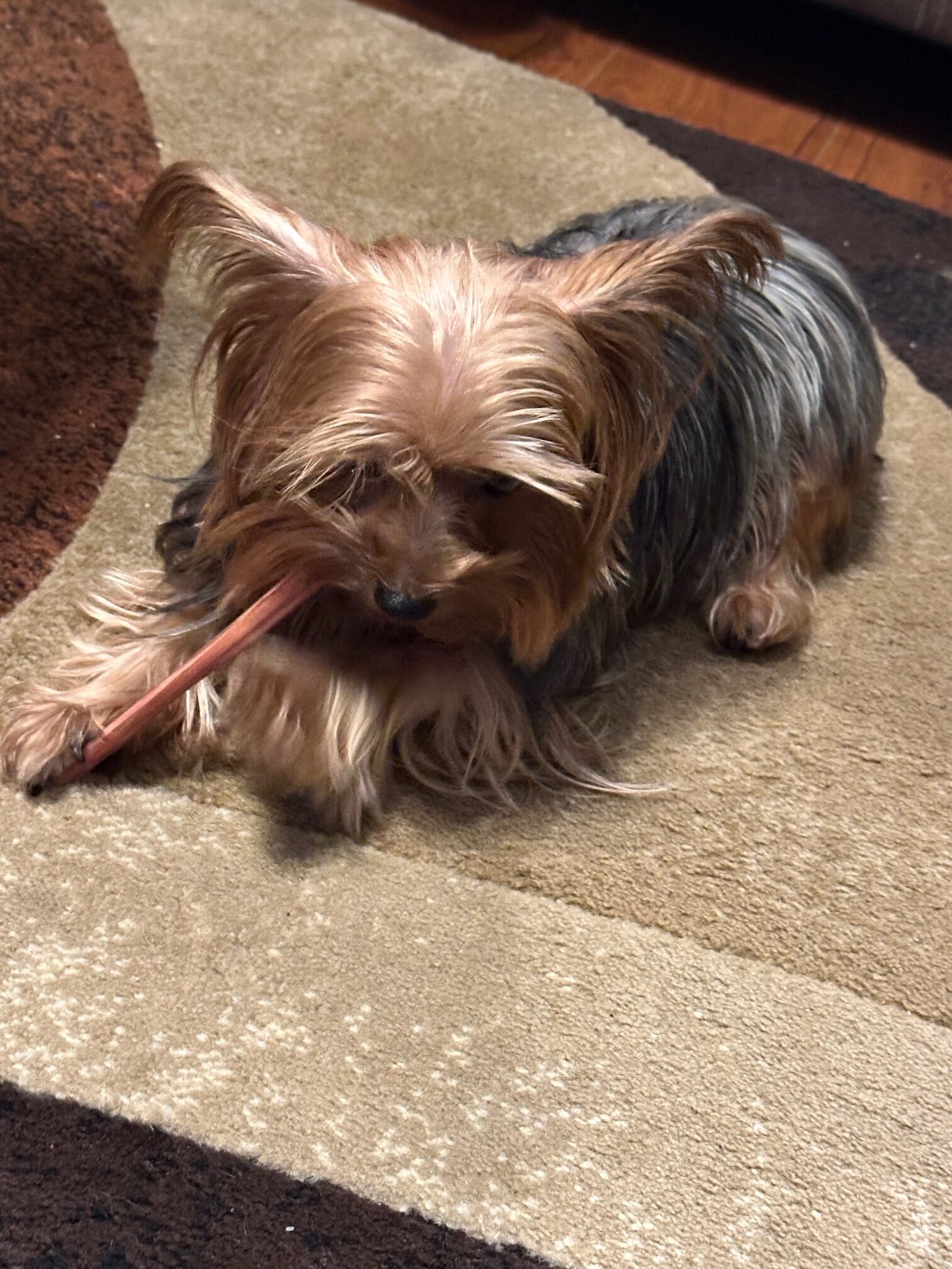 4 Beneficial Ways Dog Dental Chews Are Great for Your Dogs