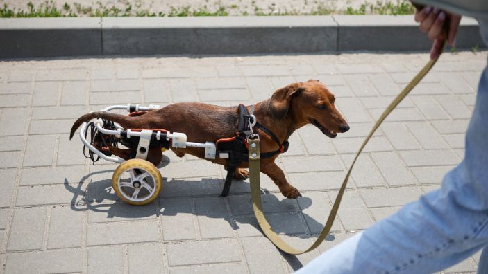 Tips for Keeping Your Wheelchair-Bound Pet Active
