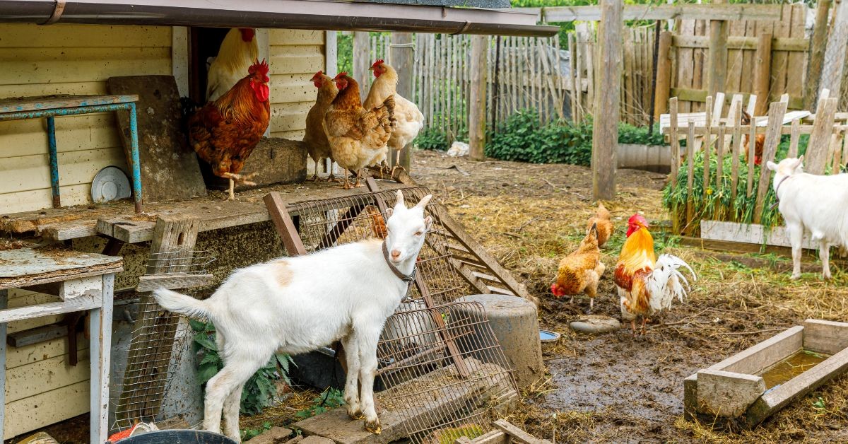 New Endeavors: How To Start a Homestead as a Family